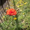 Poppy flowering in summertime in East Grinstead