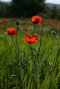 Poppy flowers