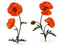 Poppy flowers