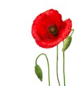 Poppy flowers