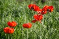 Poppy flowers