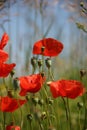 Poppy Flowers Royalty Free Stock Photo