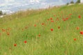 Poppy Flowers