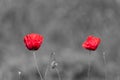 Poppy flowers with abstract black and white background Royalty Free Stock Photo