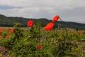 Poppy flowers against the blue sky Royalty Free Stock Photo