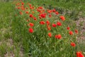 Poppy flowers against the blue sky Royalty Free Stock Photo