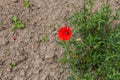 Poppy flowers against the blue sky Royalty Free Stock Photo