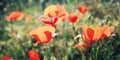 Poppy flowers along the Lycian Way - retro effect.