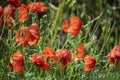 Poppy flowers. Beautiful flower heads. Wild poppy flowers field nature spring background Royalty Free Stock Photo