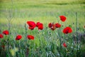 Poppy flowers