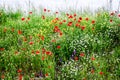 Poppy flowers