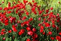 poppy flowers blooming in green fields in springtime