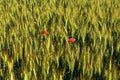 Poppy flowers blooming in the wheat field. Royalty Free Stock Photo