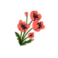 Poppy flowers with blossomed red petals, stems, leaves. Summer floral plant, blooms with black seeds. Pretty romantic