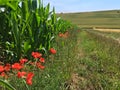 Poppy Flowers blossoming along a Corn Field in the German Eifel in Summer