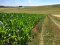 Poppy Flowers blossoming along a Corn Field in the German Eifel in Summer