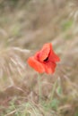 Poppy flowers on blurred nature background Royalty Free Stock Photo