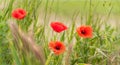 Poppy flowers on blurred nature background, banner Royalty Free Stock Photo