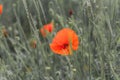 Poppy flowers on blurred nature background Royalty Free Stock Photo