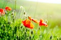 Poppy flowers with bright light Royalty Free Stock Photo