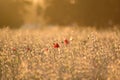 Poppy flowers between cereal plants