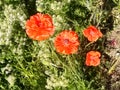Poppy flowers close up grass 1 Royalty Free Stock Photo
