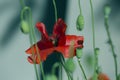 Close up poppy head. red poppy.Red poppy flowers field. Papaver Royalty Free Stock Photo