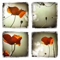 Poppy flowers collage