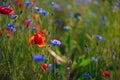 Poppy flowers and cornflowers in wheat field on sunset. soft focus. Nature background Royalty Free Stock Photo