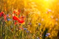 Poppy flowers and cornflowers in wheat field on sunset. Soft focus. Summer nature background Royalty Free Stock Photo
