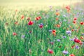 Poppy flowers and cornflowers in wheat field on sunset. Soft focus. Summer nature background Royalty Free Stock Photo