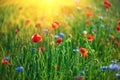 Poppy flowers and cornflowers in wheat field on sunset. Soft focus. Summer nature background Royalty Free Stock Photo