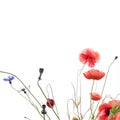 Poppy flowers and cornflowers on white background Royalty Free Stock Photo
