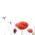 Poppy flowers and cornflowers on white background Royalty Free Stock Photo