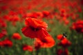 Poppy flowers field. Anzac day. Historic war memory. Anzac background. Poppy field, Memorial Remembrance day.