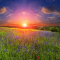 Poppy and flowers on the field. landscape. fantastic view of the sky over a colorful field of flowers.