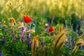 Poppy flowers in a field meadow with herbal background Royalty Free Stock Photo