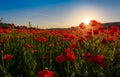 Poppy flowers field in mountains Royalty Free Stock Photo