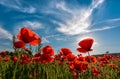 Poppy flowers field in mountains Royalty Free Stock Photo