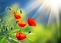 Poppy flowers field nature spring background Royalty Free Stock Photo