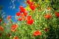 Poppy flowers field nature spring background Royalty Free Stock Photo