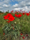 poppy flowers field overcast weather