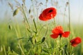 Poppy flowers on field and sunny morning