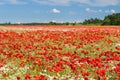 Poppy flowers field under blue sky Royalty Free Stock Photo