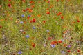 Poppy flowers in a field with wild flowers