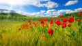 Poppy flowers on grassland