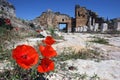 Poppy flowers grow through the cracks in the marble roadway along Frontinus Street in the ancient city of Hierapolis in Turkey.