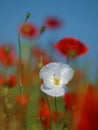 White poppy flower on a blurred background in the middle of a wheat field.