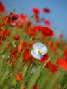 White and red poppy flowers in the middle of a wheat field.