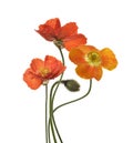 Poppy Flowers